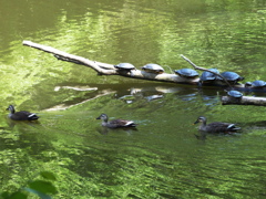 春の池の交通事情