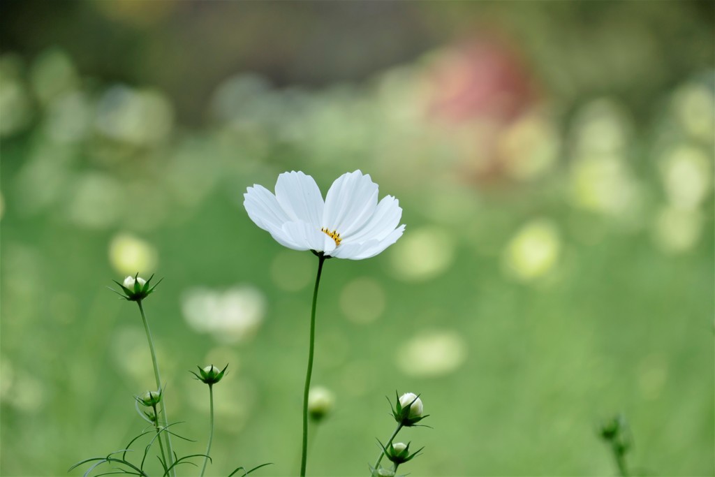 白い花・・赤い屋根
