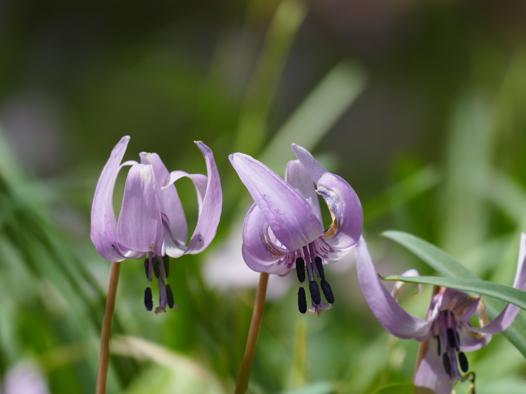 日当たりの良い場所で
