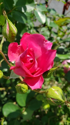 艷や花です(^_^)