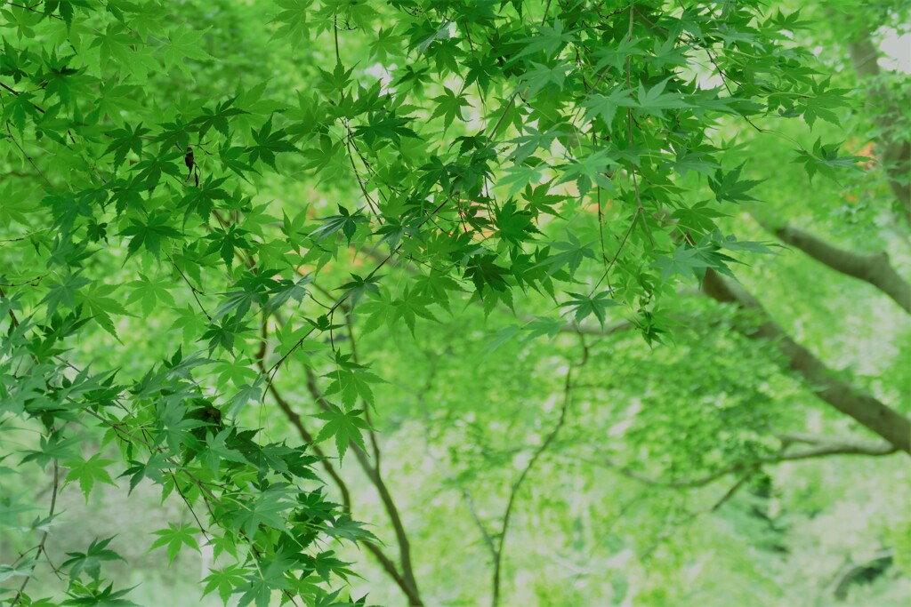 柔らかに透して