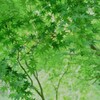 柔らかに透して