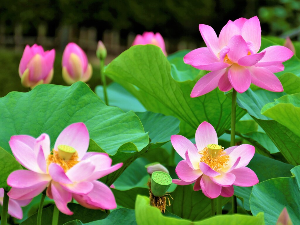 花のにぎわい