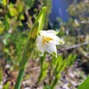 春ですね～（＾－＾）