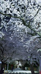 満開の桜トンネル