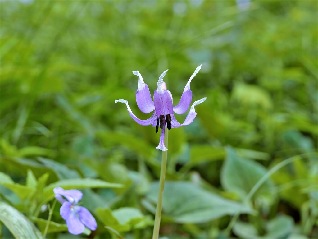 俯いて咲く花