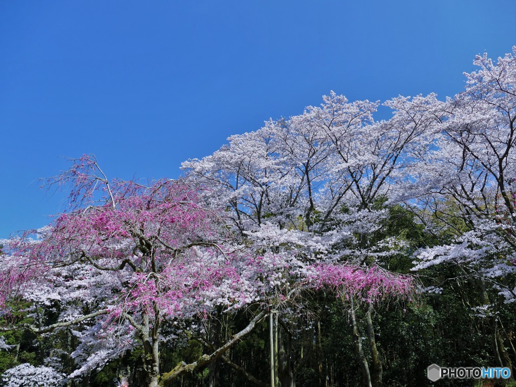 咲き競いて・