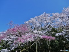 咲き競いて・