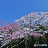 咲き競いて・