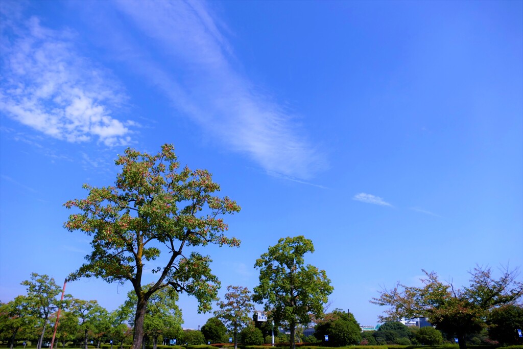 秋空と色付く木々