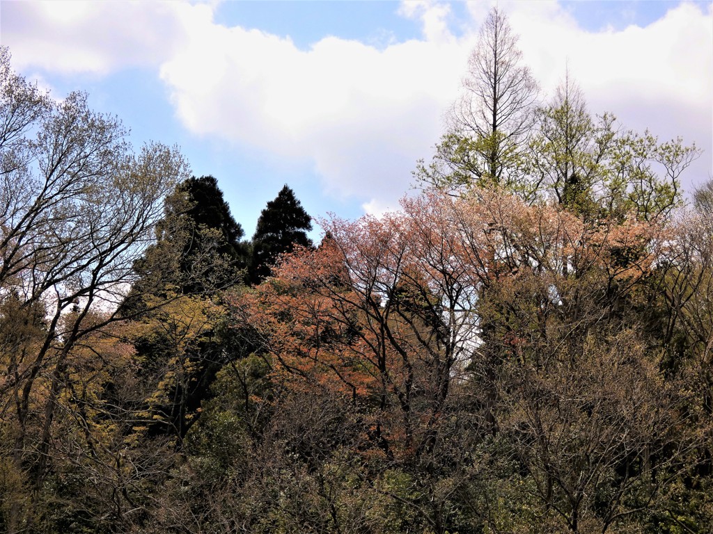 日が差して萌黄色・・・