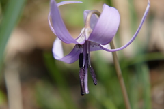 こんな沢山の花粉を付けて・・・