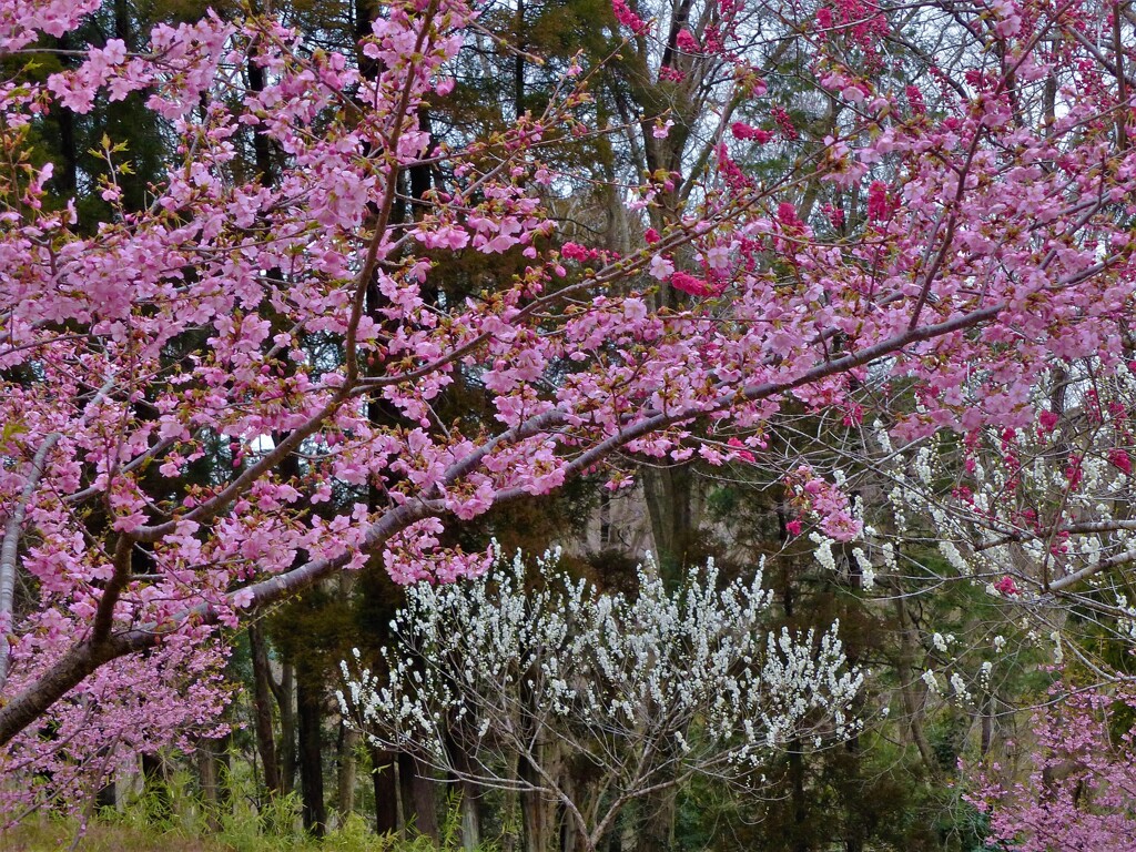 咲き競いて・・・