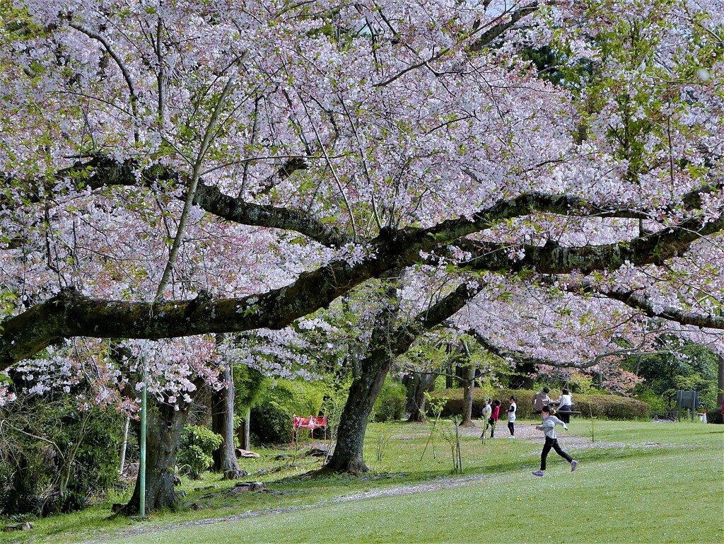 花の庇の下で・・・