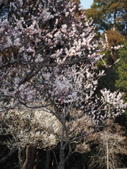 花火のように