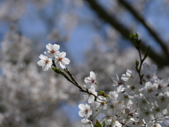 さくら・サクラ・桜
