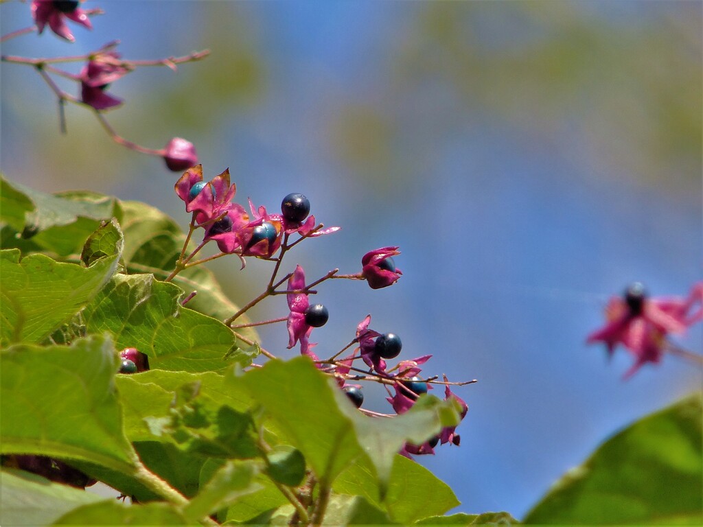 樹上の秋