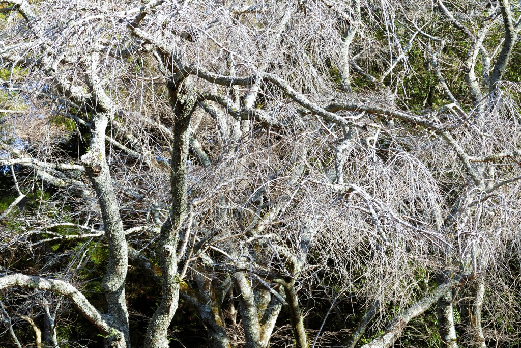 スケルトンの冬景色