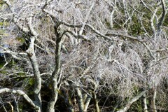 スケルトンの冬景色