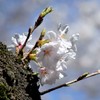 幹の明かり