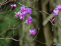 透き通る美しさに魅かれて・・・・・