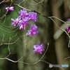 透き通る美しさに魅かれて・・・・・