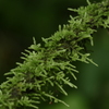 苔ロープ・・・