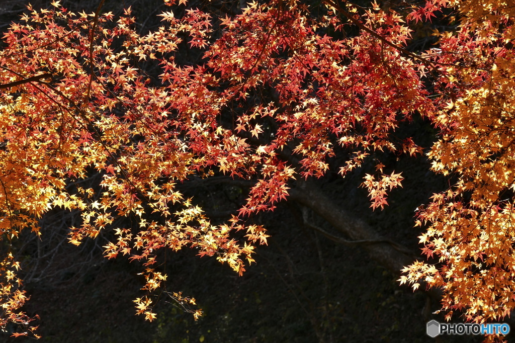 火花の様に