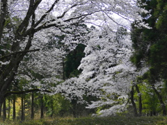 白の競演…