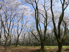 桜の森に寛いで