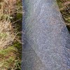 映り込まない水面