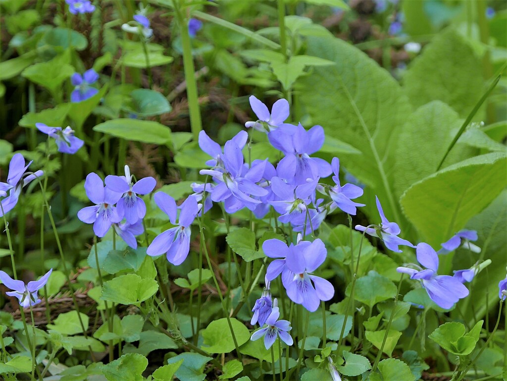 足元の花たち