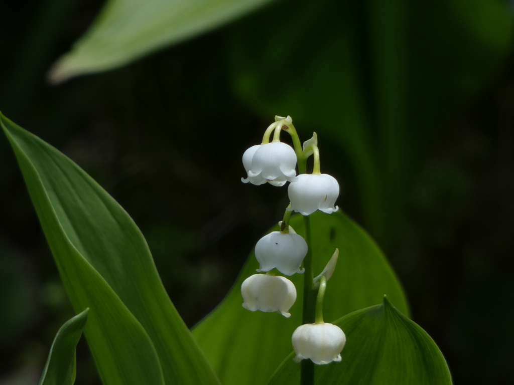 鈴なりの花