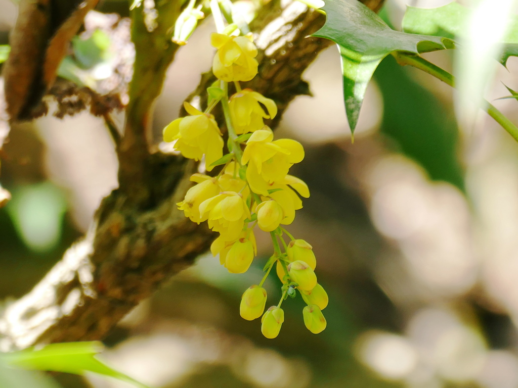 森の散策道でヒイラギの花を見つけました。