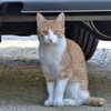 サクラ