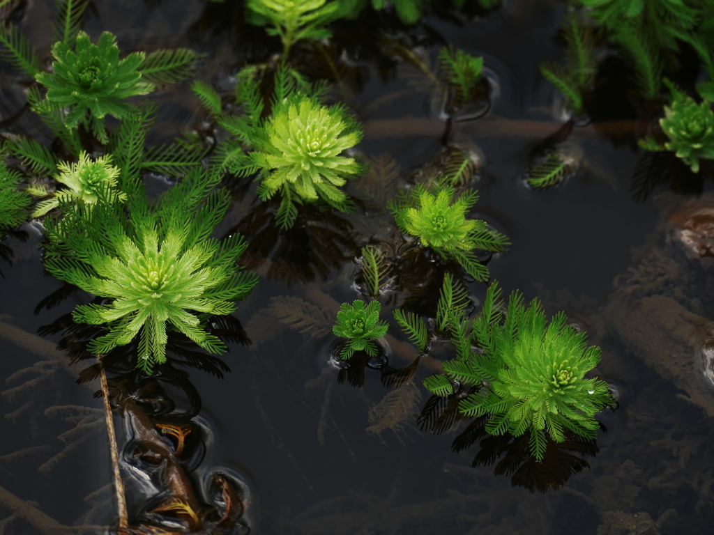萌える水草