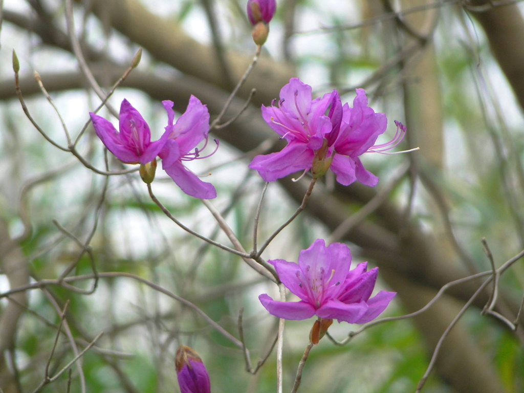 かれんな花びらです。