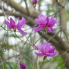 かれんな花びらです。