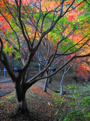 泉自然公園