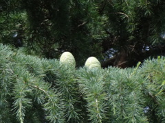 鳥の卵かと思いました。