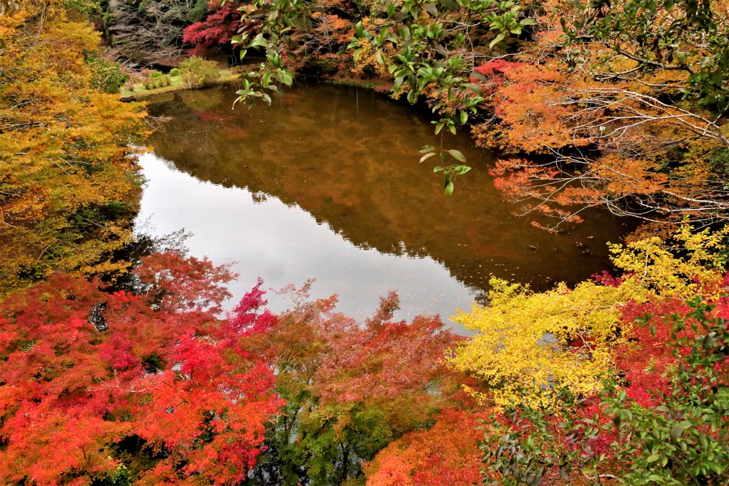 今年の紅葉はいかがでしたか？