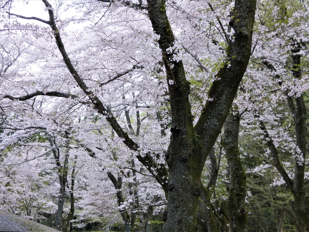 霧のように心地よく