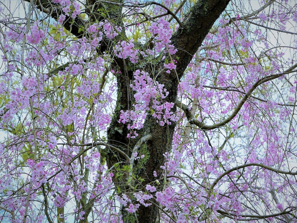 頭上の花たち