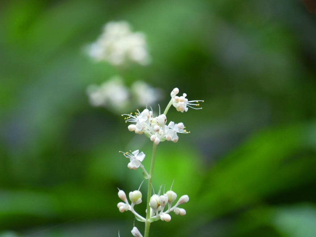 残暑の森で貴重な花です。