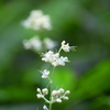 残暑の森で貴重な花です。
