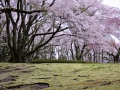 苔と桜と