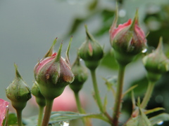 雨の東京ドイツ村の花