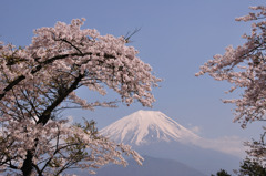 富士と桜