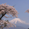 富士と桜