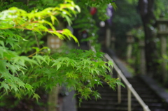 朝露に濡れた楓